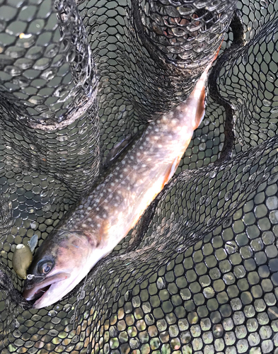 イワナの釣果