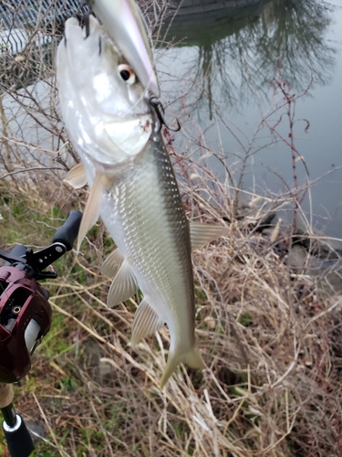 ハスの釣果