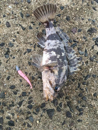 タケノコメバルの釣果