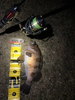 アカメバルの釣果