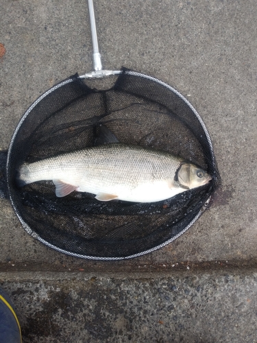 ウグイの釣果