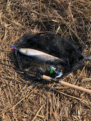 アメマスの釣果