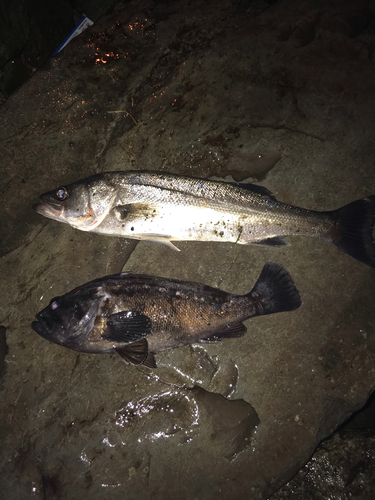 クロソイの釣果