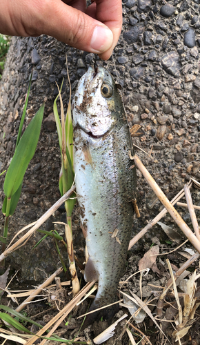 ニジマスの釣果