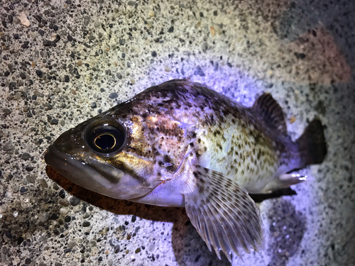 クロソイの釣果