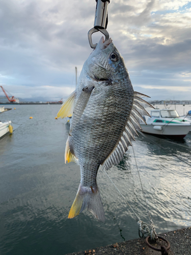 キビレの釣果