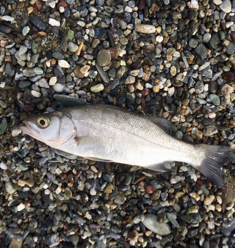 セイゴ（ヒラスズキ）の釣果