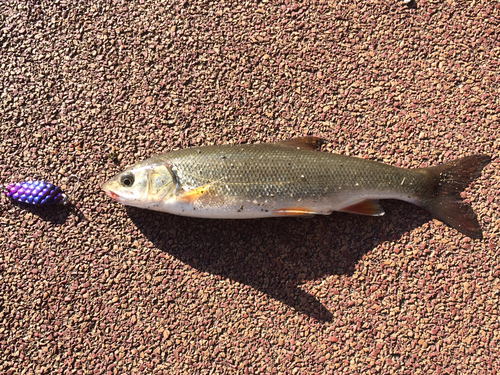 エゾウグイの釣果