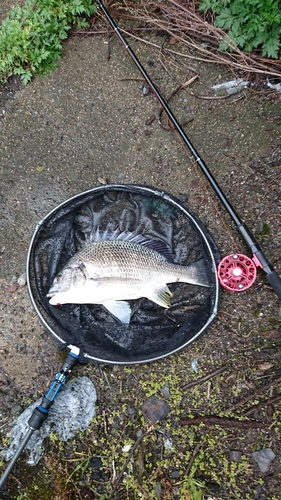 キチヌの釣果