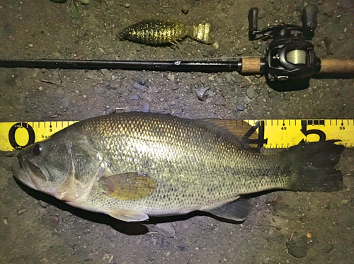 ブラックバスの釣果