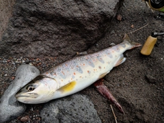 アマゴの釣果