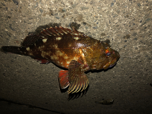 クロアナゴの釣果