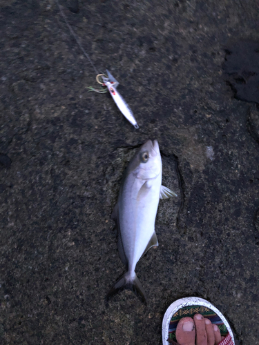 ショゴの釣果