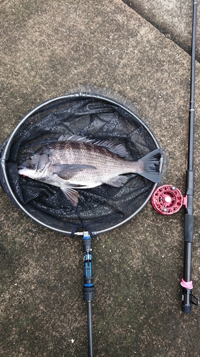 チヌの釣果