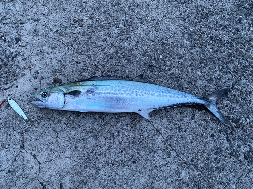 サゴシの釣果