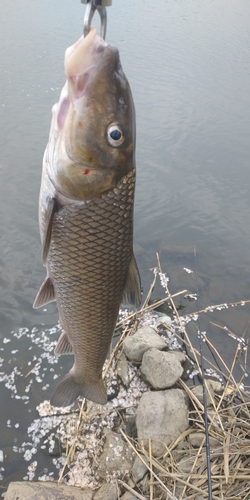 ニゴイの釣果