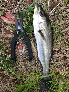 フッコ（マルスズキ）の釣果