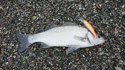 セイゴ（ヒラスズキ）の釣果