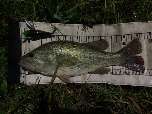 ブラックバスの釣果