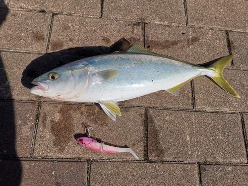 ツバスの釣果