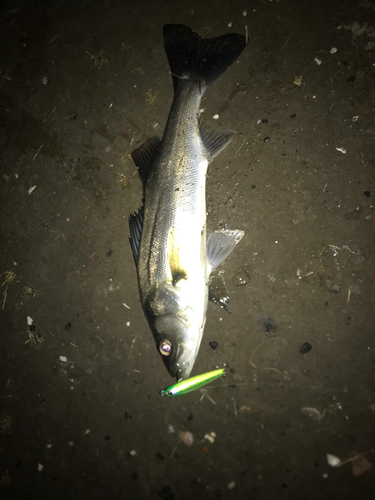 シーバスの釣果