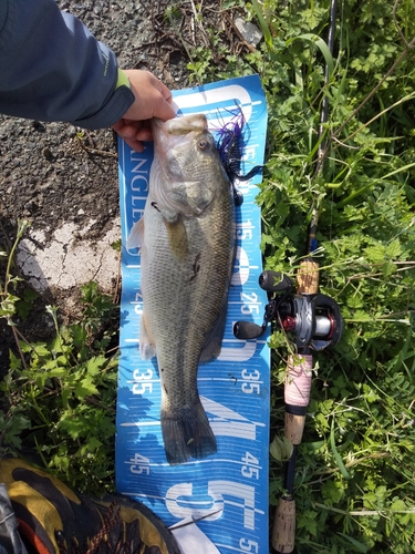 ブラックバスの釣果