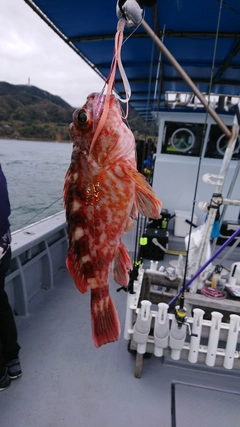 ガシラの釣果