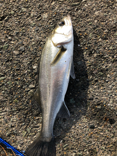 セイゴ（マルスズキ）の釣果