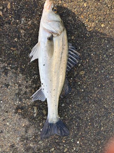 セイゴ（マルスズキ）の釣果