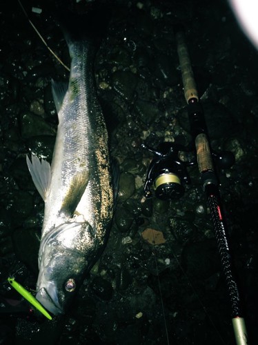 スズキの釣果