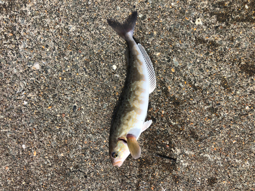 ホッケの釣果