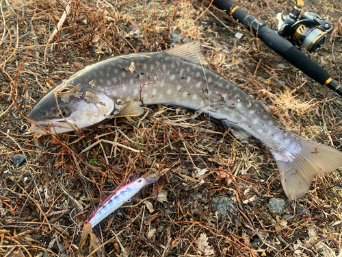 アメマスの釣果