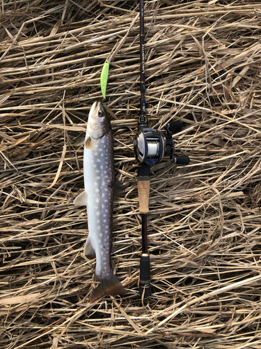 アメマスの釣果