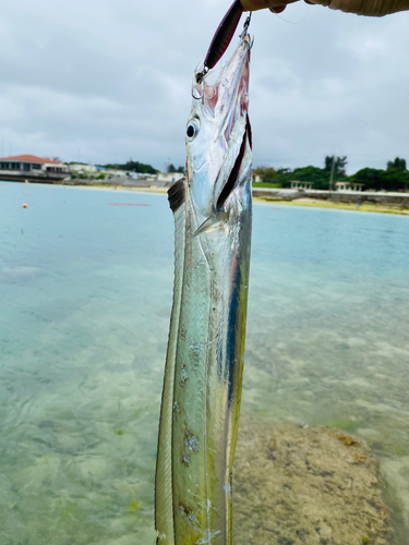 タチウオの釣果