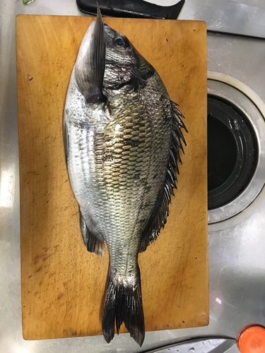 クロダイの釣果