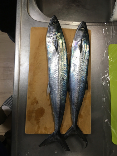 サゴシの釣果