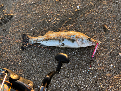 スズキの釣果