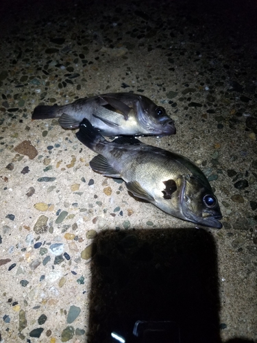 シロメバルの釣果