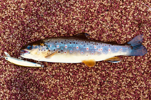 ブラウントラウトの釣果