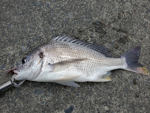 キビレの釣果