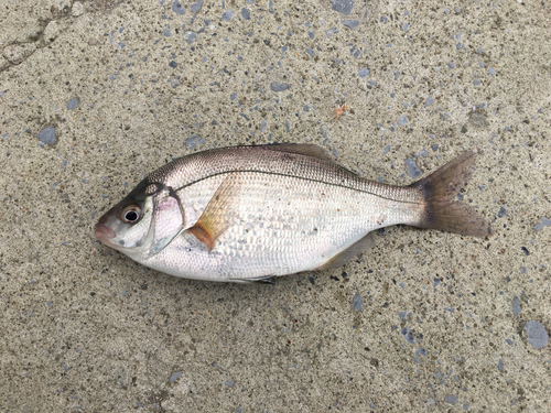 ウミタナゴの釣果