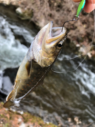 ヤマトイワナの釣果