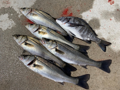 シーバスの釣果