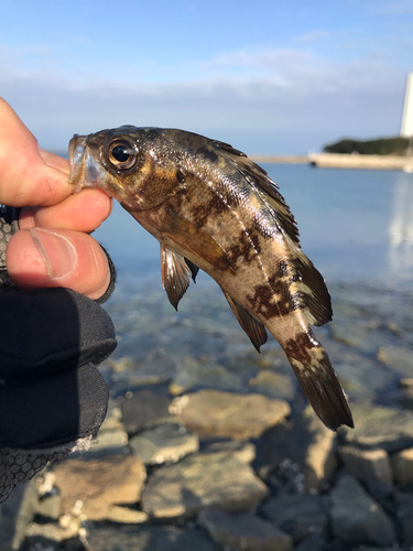 シロメバルの釣果