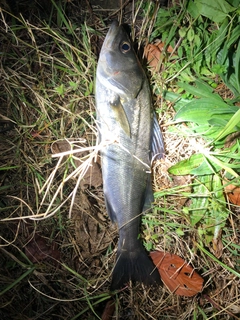 フッコ（マルスズキ）の釣果