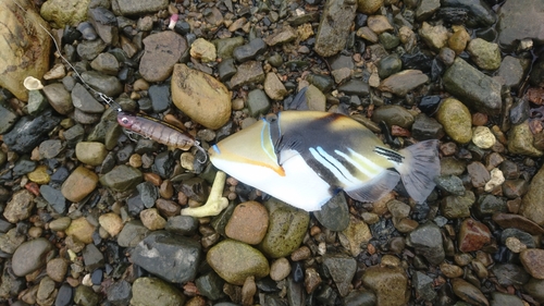 ムラサメモンガラの釣果