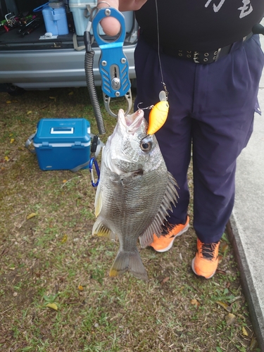 キビレの釣果