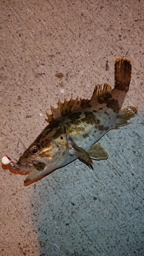 タケノコメバルの釣果