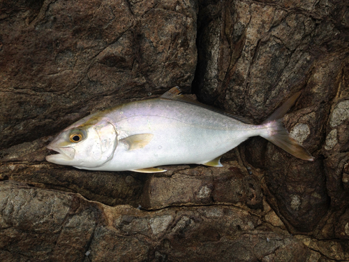 カンパチの釣果