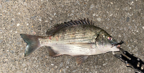 ミナミクロダイの釣果